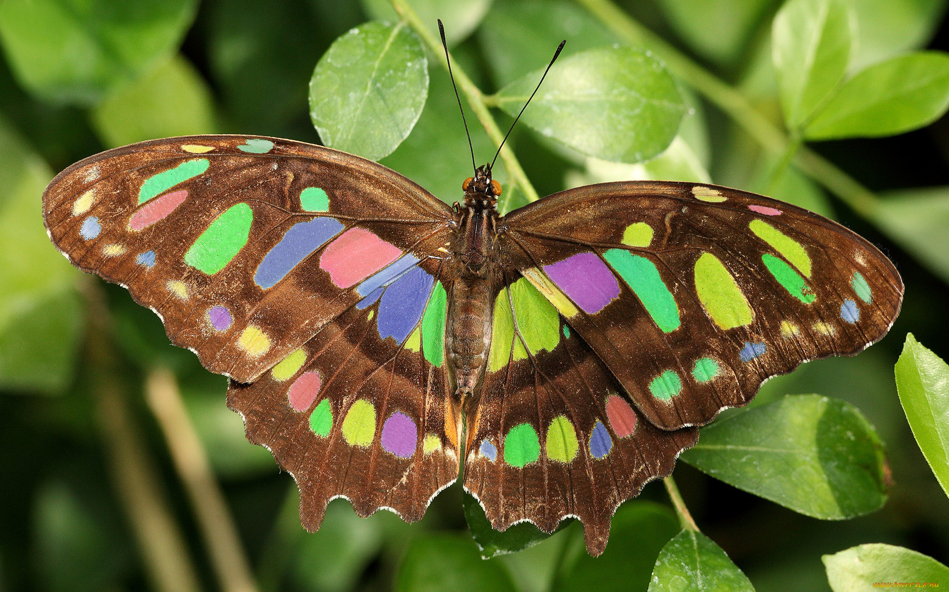 Бабочка с яркими крыльями. Бабочка крапчатый Арлекин. Бабочка Цимотое Сангарис. Горгеус бабочка. Яркие бабочки.